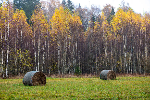 Mown meadow with haycocks in early autumn