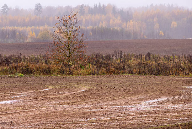 Autumn mood