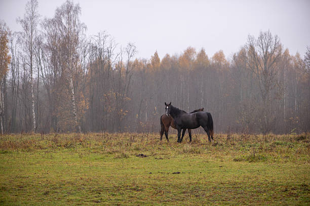 Two horses resting in open meadow surrounded by autumn trees, creating peaceful rural scene with natural colors, soft light and calm connection between animals and landscape.