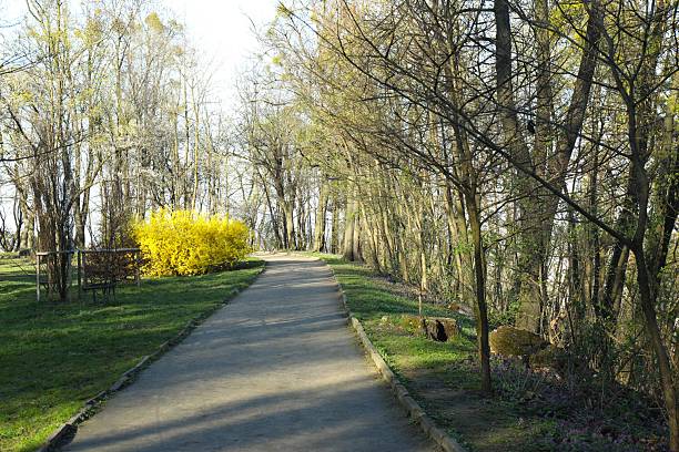istock Alley with trees in park 2252696226