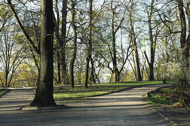 Alley with trees in park