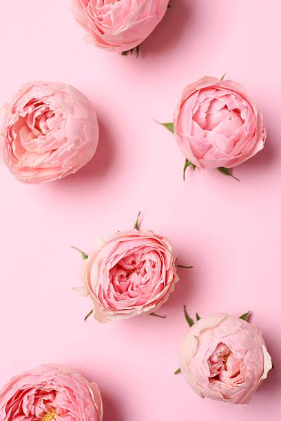 istock Beautiful composition with pink roses on color background 2252696770