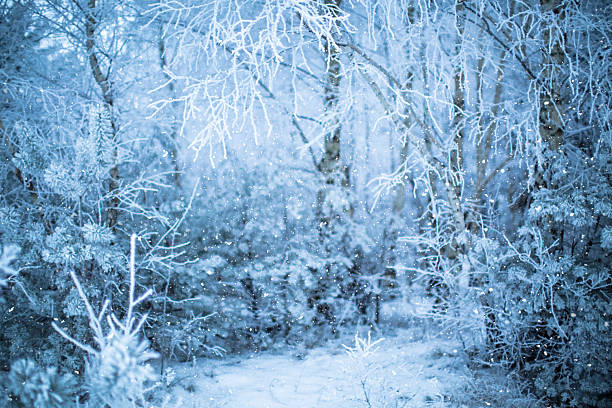 Blur. Frozen winter forest with snow covered trees.