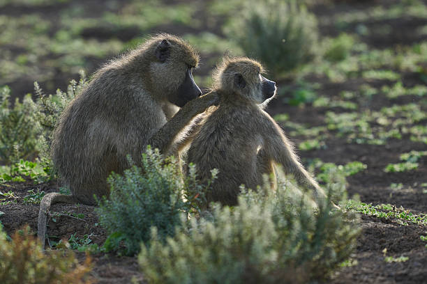 Monkeys use all four limbs—two arms and two legs—to walk and run. Their hands and feet are good for grasping tree branches. Monkeys have a coat of hair on most of their bodies. Many types have bare areas of skin on the face and buttocks.