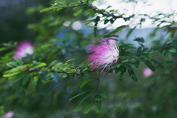 A delicate pink flower with soft petals and white, thread-like filaments at its center is the focal point, growing on a branch with long, slender green leaves. Raindrops cling to both the petals and foliage, indicating recent rainfall or a misty environment. The background is a soft blur of additional greenery, creating a serene natural setting. The vivid pink hue contrasts strongly with the surrounding green, drawing immediate attention to the flower’s intricate details. Centered composition enhances focus on its freshness and delicate form. No people, animals, or man-made elements are present. Ideal for themes of botanical beauty, nature, rainy-day tranquility, and garden photography.