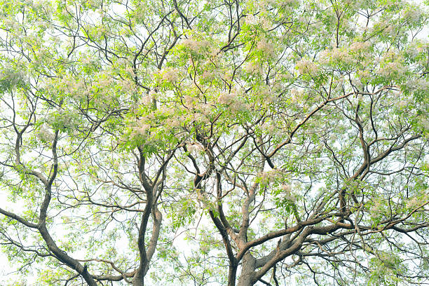 An upward-facing shot shows the upper part of a tall tree, with sturdy dark brown main branches spreading outward and finer twigs interweaving into a complex, orderly pattern. Clusters of white blossoms and light green new leaves densely cover the branches, the petals thin and semi-translucent in the light. The background is a clean, bright sky with no clouds or man-made structures, making the foliage and flowers the clear focal point. Radiating branch layout guides the eye to the layered details of blooms and leaves. The fresh green and white tones evoke spring or summer vitality. No people, animals, or artificial elements are present. Perfect for themes of botanical photography, seasonal flowering trees, and serene natural landscapes.
