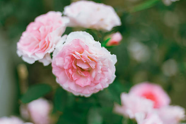 istock Flower Rose in garden, winter 2252700817