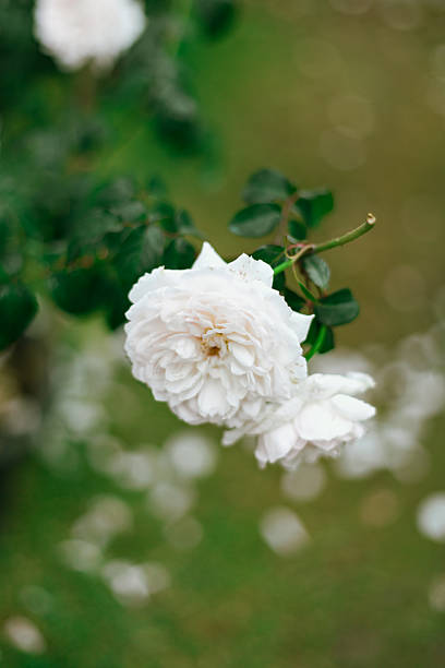 Close up Flower Rose in garden, winter