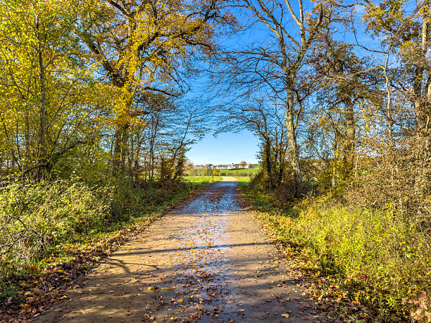 Paved path through trees leading to open countryside with blue sky and small puddles after rainfall.