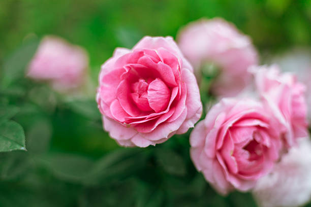 istock Flower Rose in garden, winter 2252703788