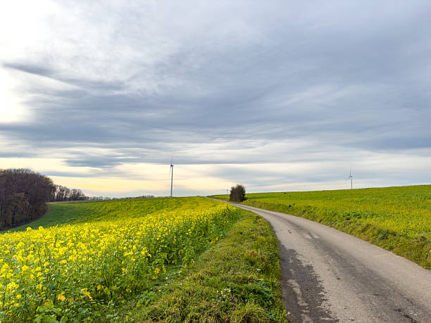 Thick yellow mustard flowers along a forest margin on a breezy hill