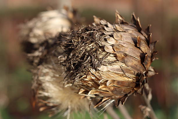 Globe artichoke or Cynara scolymus seed heads