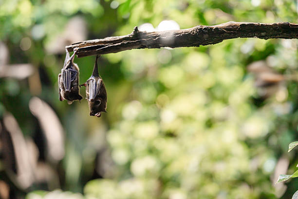 Two bats hanging upside down on a branch in a lush green environment. The background features blurred foliage, creating a natural habitat setting.