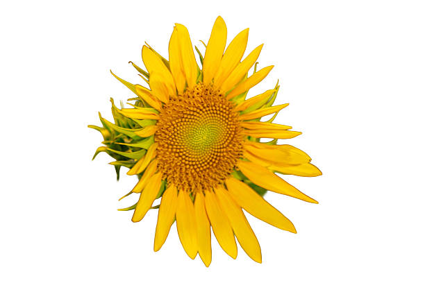 Yellow sunflower bloom isolated on white background