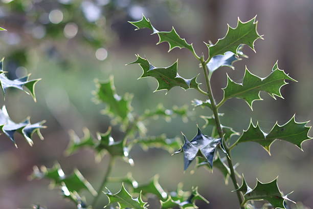 Close up of holly leaves