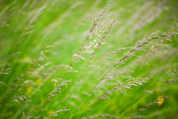 Delicate stalks of Festuca pratensis gently curve in the breeze, creating a soft, flowing texture across a vivid green field.