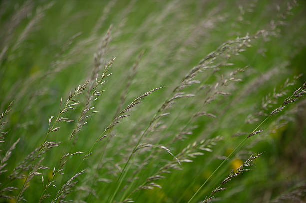 istock Grasses in Motion  Summer in the Meadow 2252708962