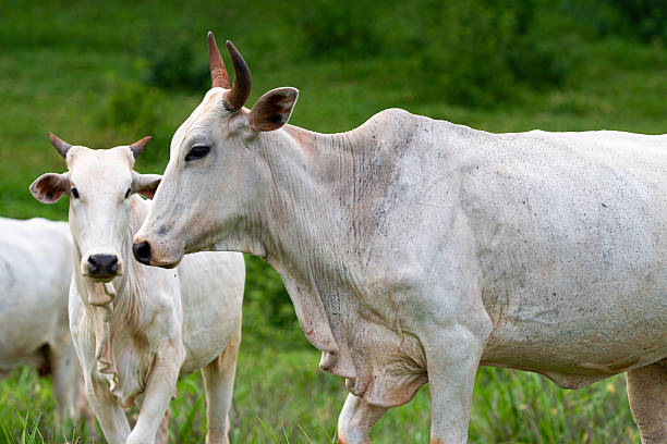 istock Cattle in the Pasture Showing Different Ages 2252708978