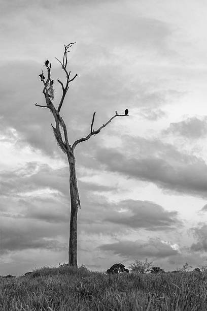 istock Dramatic Black and White of Vultures on a Dead Tree 2252708984