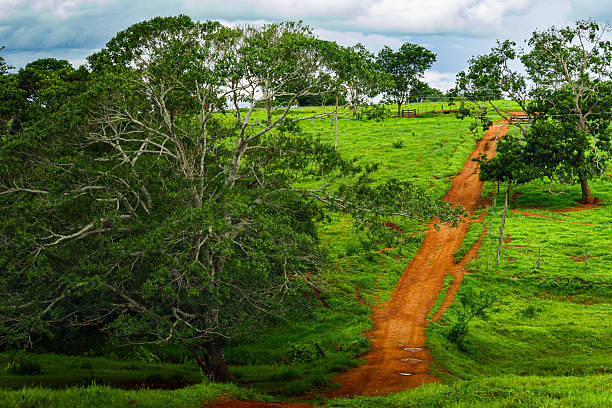 A perspective shot of a dirt road going up a hill. The path is lined with native trees and open fields, showcasing the typical topography and the quiet travel routes of the Cerrado interior.