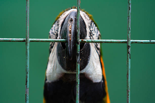A somber documentary shot of a captive macaw biting the metal bars of its cage. The bird shows a damaged beak, highlighting the physical and psychological toll of captivity on wildlife.