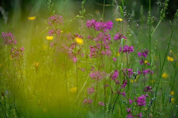 Organic pastures are more than just grass—they host a vibrant mix of plant life that benefits both grazing animals and insects. Photo taken at Kalvebod Fælled on the southern tip of Amager Island, in a large nature reserve situated about 30 minutes from downtown Copenhagen, the capital of Denmark.