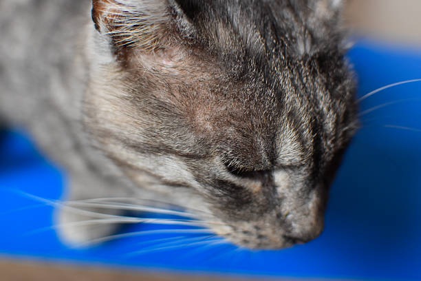 Ill cat