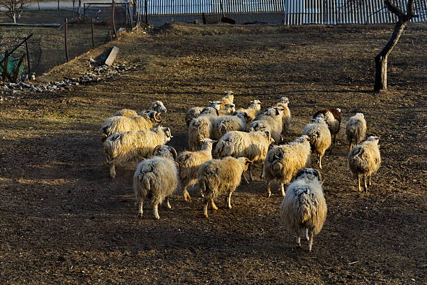 Russia. North-Eastern Caucasus. Dagestan. A flock of sheep returns from pastures on the slopes of the Caucasus Mountains against the background of the last rays of the evening sun.