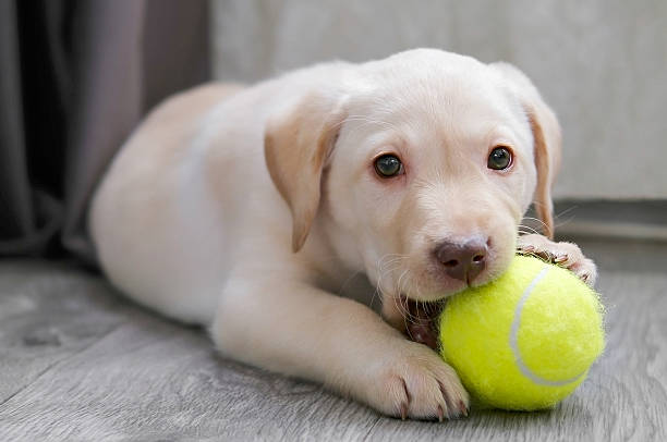 istock A Labrador puppy plays with a ball 2252711548