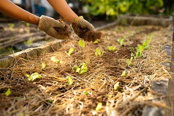 Operational control of nutrient cycling through bio based fertilizers for long term soil fertility management