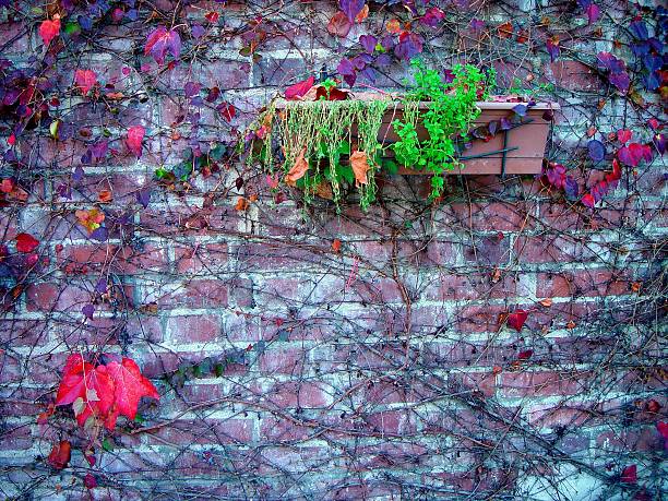 Colorful autumn ivy plants