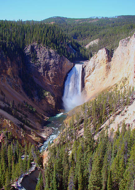 Yellowstone Falls cascades powerfully through the canyon as seen from Lookout Point in Yellowstone National Park. The dramatic viewpoint reveals the scale of the waterfall and surrounding rock formations, capturing the raw beauty and geological character of one of the park’s most iconic natural features.