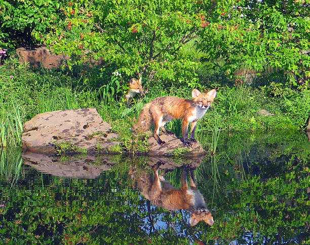 A young fox stands on a rock beside calm water in northern Minnesota, its reflection clearly visible below. Another fox kit appears in the background, partially framed by surrounding trees. This wildlife image captures a quiet moment of curiosity and play, highlighting the natural woodland habitat and the charm of young foxes in the wild.