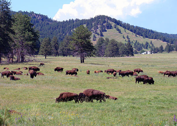 istock Bison Grazing in Custer State Park, South Dakota 2252717855