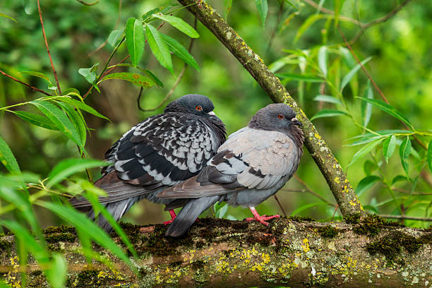 istock Two pigeons perched on mossy branch amid green foliage in quiet forest scene 2252718552