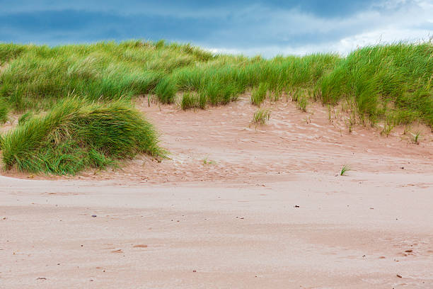 People and dogs walking on the wide sands in Holkham bay on the north coast of Norfolk, Eastern England. The golden sands extend for miles and are popular with dog walkers, horse riders and, of course, holidaymakers.