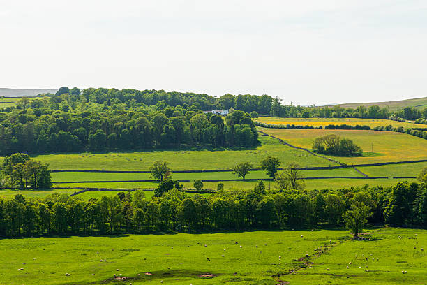lush green agricultural farmland in Yorkshire English rolling countryside in summertime