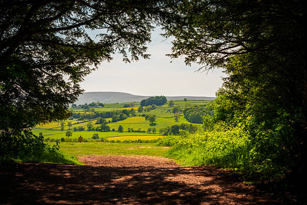 Askham. A peaceful countryside scene captured from a shaded woodland path opening to bright green fields, rolling hills, and scattered trees under a clear sky. Perfect for travel, nature, and outdoor lifestyle projects.
