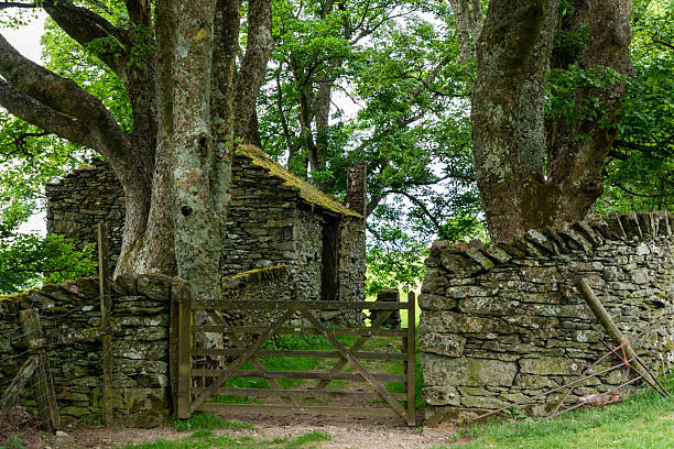 Weathered stone wall and wooden gate nestled among ancient trees in a peaceful rural setting. Mossy stones, dappled light, and a hidden path evoke timeless countryside charm and tranquil outdoor atmosphere.