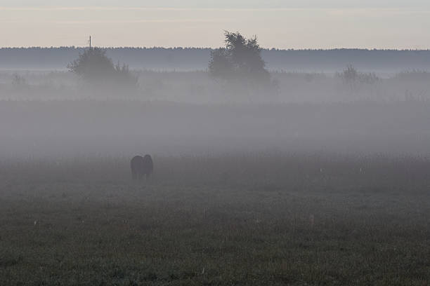 A dramatic silhouette of a cowboy on horseback driving a herd of wild horses through golden dust under the evening sun. The entire scene is captured against the light, emphasizing the silhouettes of the cowboy, horses, and a herding dog. The golden tones and soft haze create a cinematic and poetic atmosphere, highlighting the harmony between human, animal, and nature.
