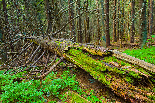 closeup dry tree among green fir forest