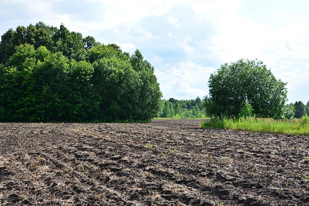Plowed Field Bordering a Lush Green Forest Under a Cloudy Sky and sunlight in spring