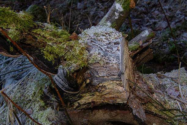 istock Frost on a tinder fungus on a tree stump 2252723085