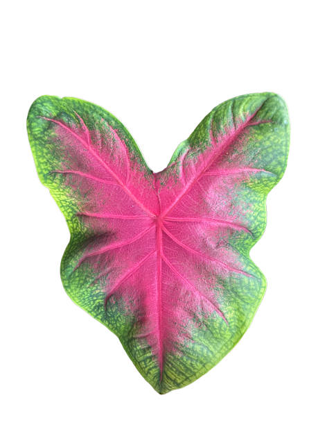 istock House Plant Monstera Leaf Foliage High quality isolated 2252726805