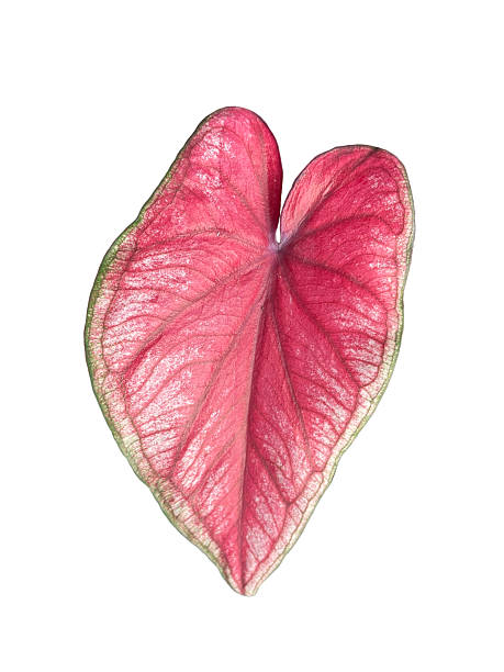 istock House Plant Monstera Leaf Foliage High quality isolated 2252726945
