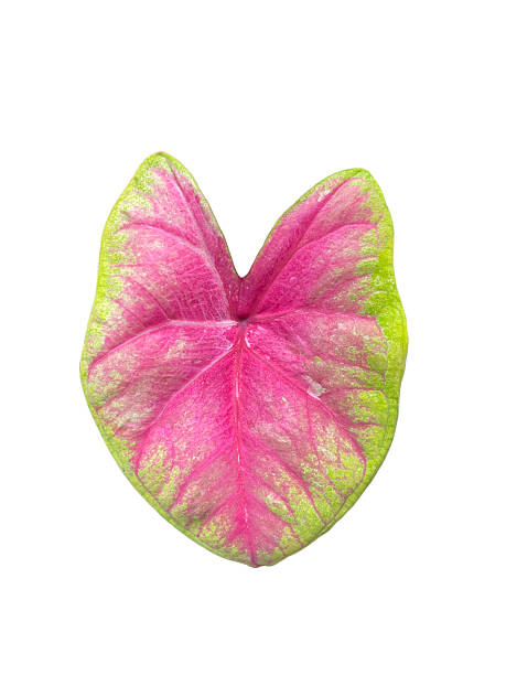 istock House Plant Monstera Leaf Foliage High quality isolated 2252726947