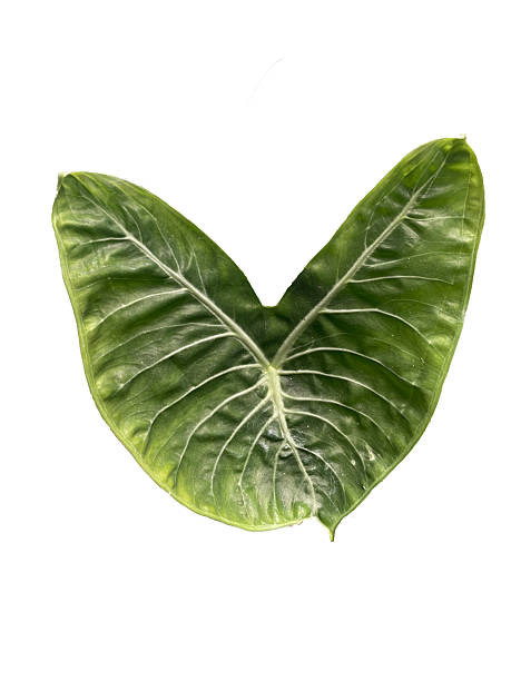 istock House Plant Monstera Leaf Foliage High quality isolated 2252727043