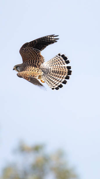 istock Eurasian Kestrel (Falco tinnunculus) Taking Off From a Wooden Post 2252727188