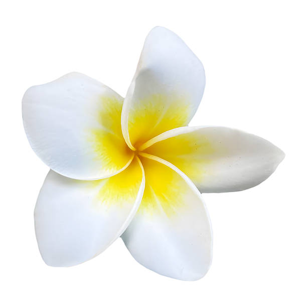 istock Plumeria Flower High Quality Isolated 2252727587