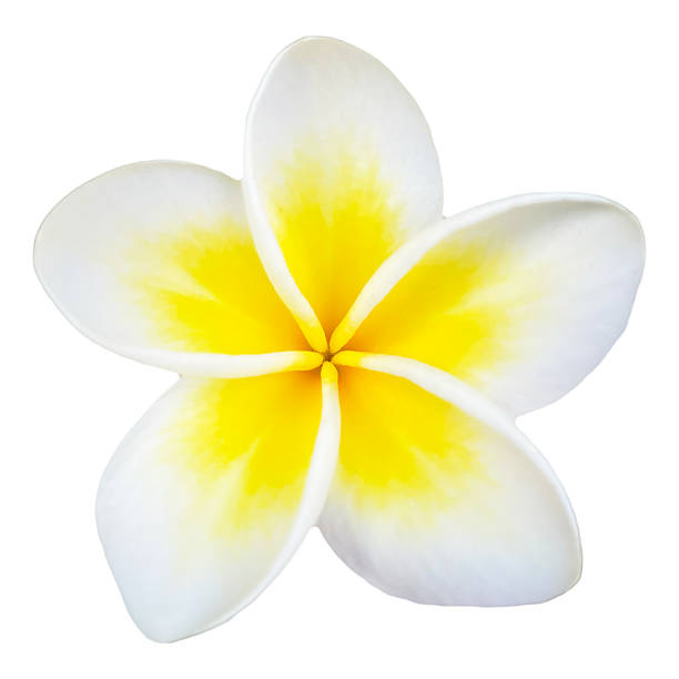istock Plumeria Flower High Quality Isolated 2252727659